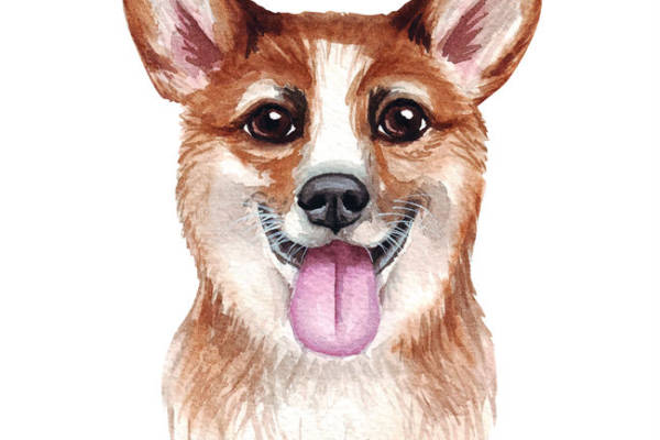 可爱柯基犬裁片印花服装 时尚宠物图案服装印花设计