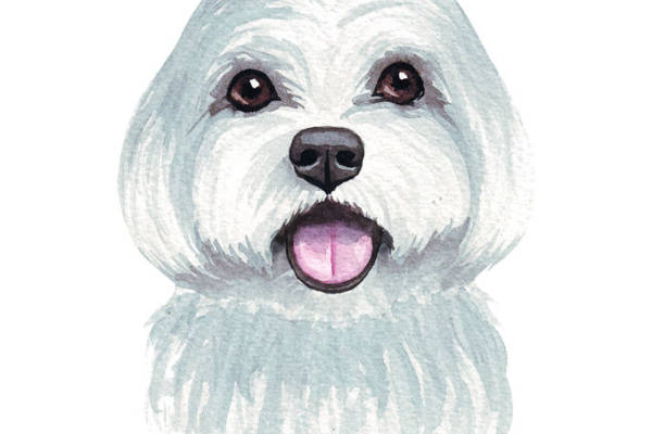 可爱白色小狗裁片印花服装,时尚宠物图案服装印花设计