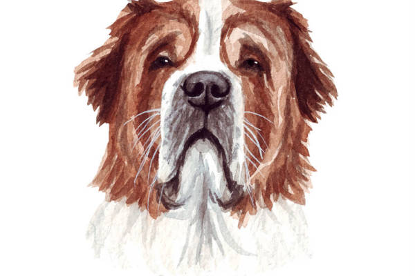 水彩风格圣伯纳犬裁片印花服装设计