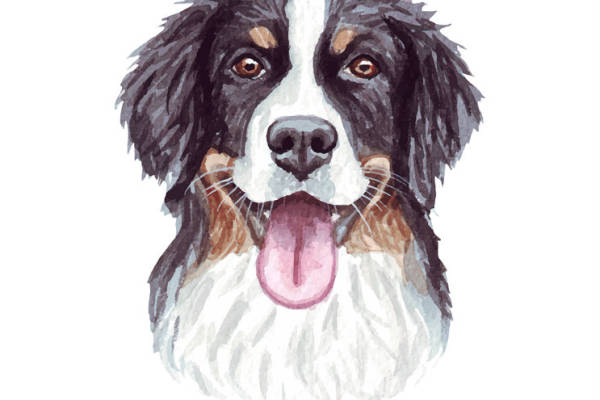 时尚可爱伯恩山犬裁片印花服装印花设计