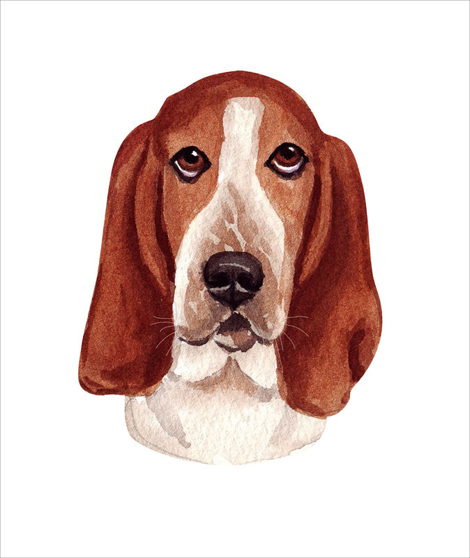 可爱巴吉度猎犬裁片印花服装，时尚与萌宠的完美结合