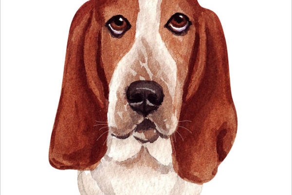 可爱巴吉度猎犬裁片印花服装,时尚与萌宠的完美结合