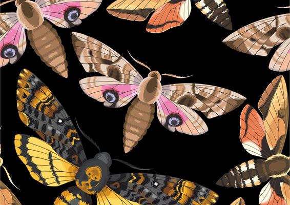 时尚潮流：多彩蝴蝶图案服装印花面料推荐