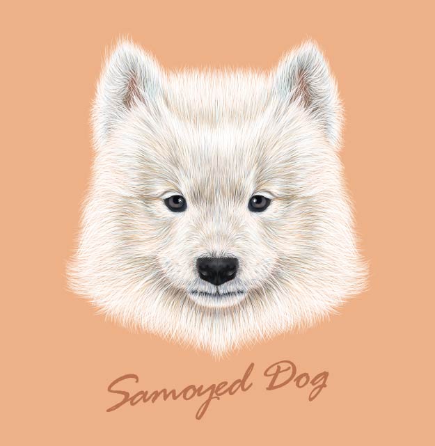 可爱萨摩耶犬裁片印花服装：温暖与时尚的完美结合