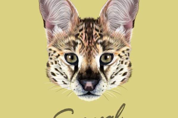 独特野性魅力:Serval服装裁片印花设计