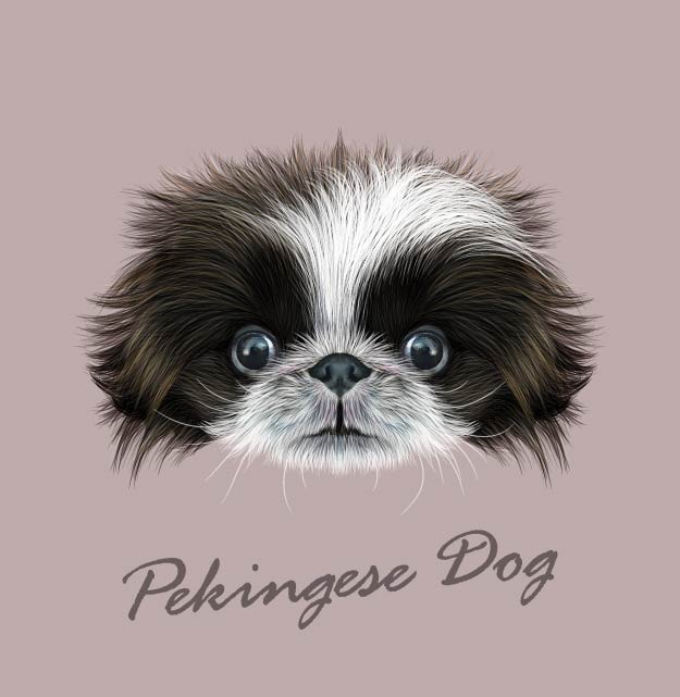 萌趣可爱的北京犬裁片印花服装，展现独特个性