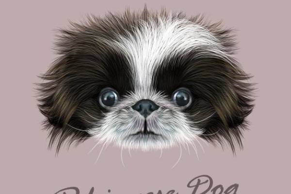 萌趣可爱的北京犬裁片印花服装,展现独特个性