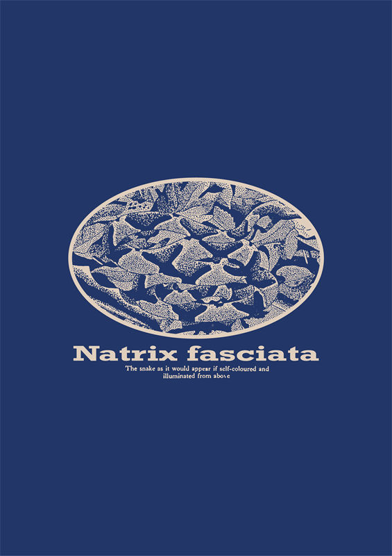 探索自然之美：Natrix fasciata裁片印花服装印花设计