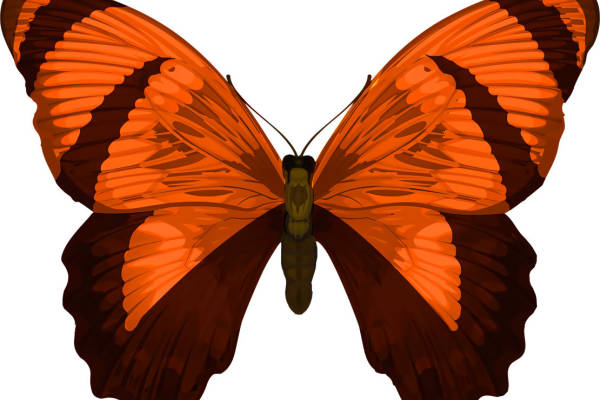 橙色蝴蝶图案服装印花裁片设计灵感