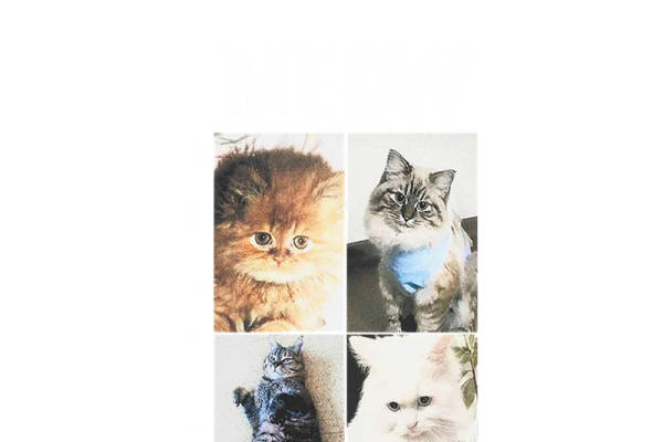 可爱猫咪图案裁片印花，打造个性服装