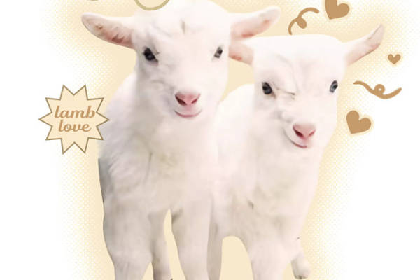 可爱羊羔图案：服装印花与裁片印花的完美选择