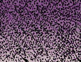 渐变豹纹与斑马纹拼接面料印花素材，适用于时尚服装设计