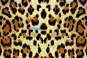 高清豹纹面料印花素材图，适用于服装印花设计与数码印制