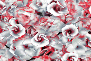 红白晕染玫瑰花型面料印花素材，适用于服装印花设计