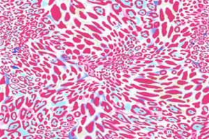 高饱和粉蓝豹纹面料印花素材，适用于潮流服装印花设计