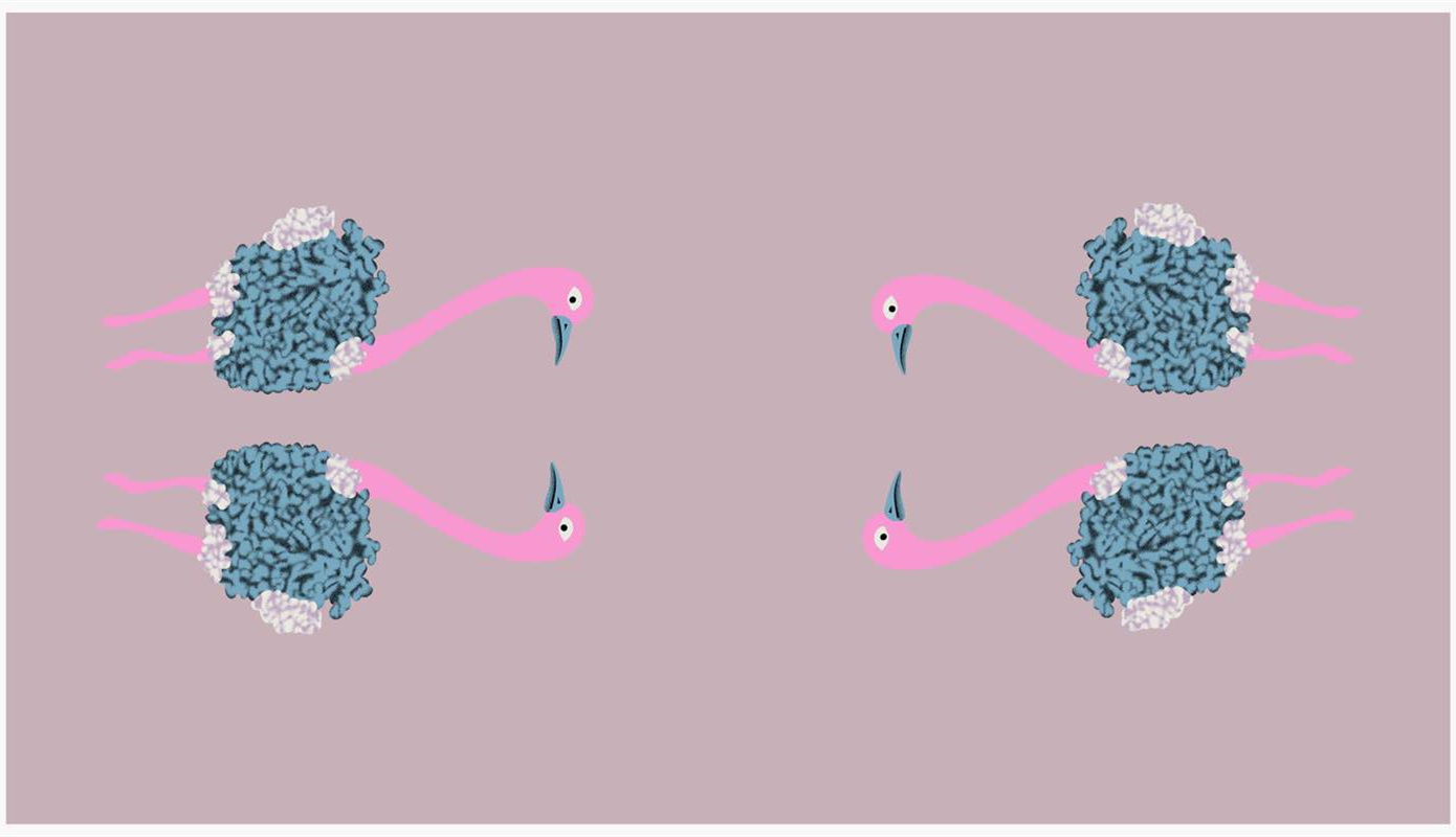 粉色火烈鸟与蓝绒纹理组合面料印花素材,适用于女装与童装服装印花设计