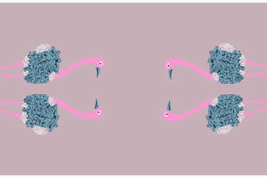 粉色火烈鸟与蓝绒纹理组合面料印花素材，适用于女装与童装服装印花设计