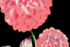 柔美粉黛大丽花面料印花素材，适用于女装衬衫与连衣裙服装印花设计