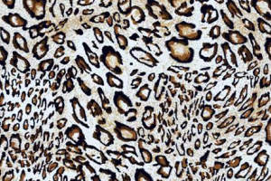 经典豹纹面料印花素材图，适用于服装印花设计与数码印制