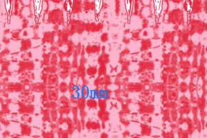 30mm红色抽象几何面料印花素材，适用于服装印花设计