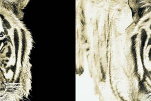 野性虎纹面料印花 高端服装印花设计素材