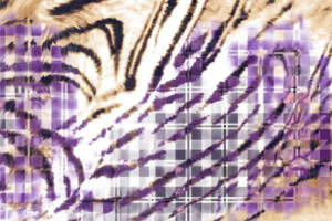 紫调格纹与虎纹碰撞的时尚面料印花设计素材