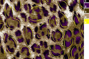 时尚豹纹面料印花设计素材