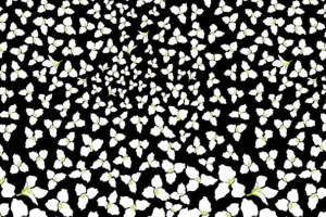 经典黑白碎花面料印花 时尚服装印花素材推荐