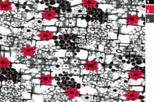 独特红白花卉纹理设计，打造个性十足的服装印花素材