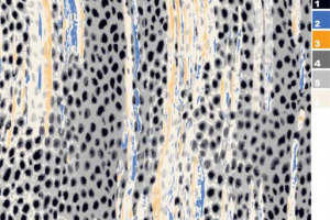 时尚面料印花素材：抽象斑点与条纹设计