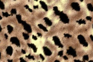 时尚豹纹面料印花设计，打造独特服装风格