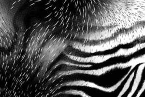 时尚斑马纹手绘线条面料印花素材