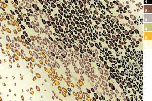 复古豹纹面料印花设计 时尚服装印花素材推荐